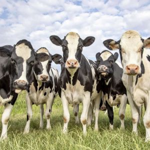 Gaz vert : les garanties d’origine, comment ça marche ? 